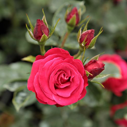Gärtnerei - Rosa Zebrina™ - rot - kletterrosen - diskret duftend - - - Schnell wachsende Sorte mit schönem Laub und grellen Blüten, für alle, die Kletterrosen mögen
